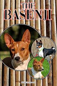The Basenji A Complete And Comprehensive Beginners Guide To Buying Owning Health Grooming Training Obedience Understanding And Caring For Your Basenji Kindle Edition By Stonewood Michael Crafts Hobbies Home Kindle