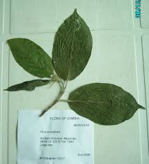 Image result for Ficus exasperata