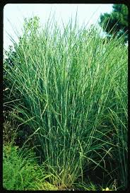 Image result for Panicum novemnerve