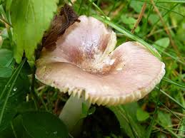 Image result for Russula perlactea