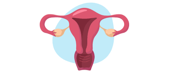 الرحم المزدوج حالة غريبة ونادرة ويب طب