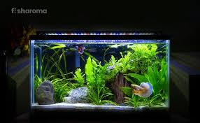 Monitor your fish.9 x research source keep a close eye on your betta for the first few days after adding it to the community tank. Best Plants For A Betta Fish Tank