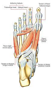 Check spelling or type a new query. Flexor Digiti Minimi Brevis Innervation