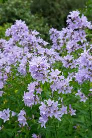 Image result for Campanula edulis