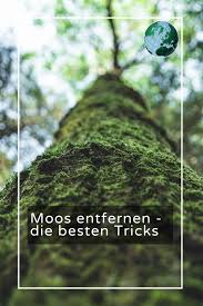 Moos Entfernen Die Besten Tricks Moos Entfernen Moos Richtig Vertikutieren