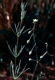 Image result for Strephonema mannii