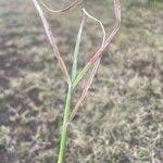 Image result for Digitaria abyssinica