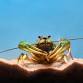 Charismatic Crustaceans: Exploring the Columbia through The River Mile Crayfish Study — Fort Walla Walla Museum