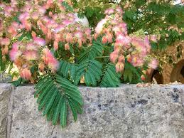 Image result for Albizia