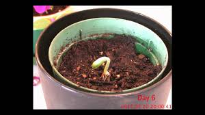 Zucchini are members of the squash family, so they need to be bathed in warmth and sunshine to thrive. Zucchini Time Lapse Youtube