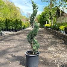 Image result for spiral cut juniper trees