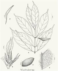 Image result for Oxyanthus speciosus