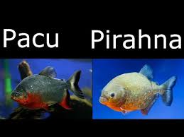 The Difference Between Piranha And Pacu