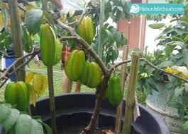 Check spelling or type a new query. Belimbing Super Manis Bibit Buah Unggul Blimbing Kualitas Terbaik Okulasi Cangkok Stek Sambung Pucuk Shopee Indonesia