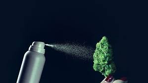 Cannabis Sprays Finding Formaldehyde When Emulsifiers Burn Latest Cannabis News Today Headlines Videos Stocks