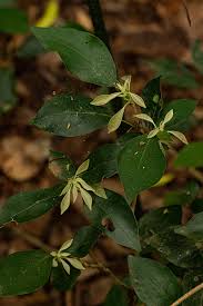 Image result for Cola mossambicensis