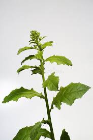 Image result for Blumea