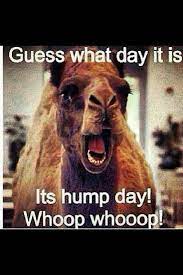 Pin By Caitlin Tripp On Favorite Quotes Hump Day Humor Funny Commercials Funny Ads