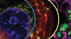 Image result for Vepris allenii