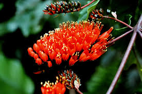 Image result for Combretaceae