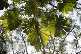 Image result for Anthocleista