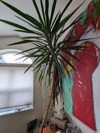 Image result for yucca gigantea en casa