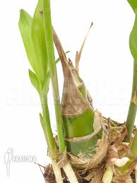 Image result for Eulophia guineensis