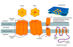 Cell junctions are especially abundant in epithelial tissues. Ch04 General Terms And Membranes