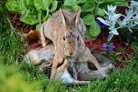 Wild Rabbit Nursing Babies Wild Baby Rabbits Wild Baby Baby Bunnies