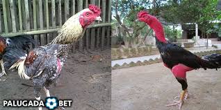 Ciri Ciri Dan Jenis Ayam Magon Super Ayam Magon Merupakan Persilangan Ayam Pama Dari Myanmar Dan Ayam Saigon Vietnam Jenis Ayam Vietnam