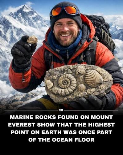Marine rocks found on Mount Everest reveal something surprising about the  planet's history. The limestone near the summit contains fossils of ancient  sea creatures, showing that the rock forming the world's highest