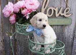 When they're together they're feisty little ones ! English Goldendoodle Puppies For Sale English Cream Golden Doodles The Natural Goldendoodle