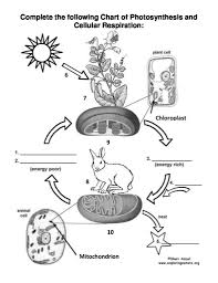 photosynthesis flow chart worksheet diagram