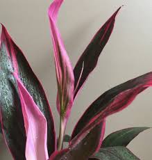 Maybe you would like to learn more about one of these? Cordyline Terminalis Cordyline Fruticosa Plant Care How To Take Care Grow Cordyline Terminalis Indoor Plants