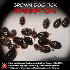 Engorged tick a tick will need to remain attached to its host at least 36 to 48 hours to take a complete blood meal. Infestation As Bad As Infection A Tick Horror Story Tickencounter