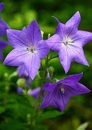 Heirloom Tussock Bellflower Flower Seed Organic Rock Container Etsy In 2020 Balloon Flowers Fall Flowers Bellflower Flower