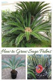 Pin On Amazing Diy Garden Ideas