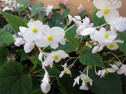 Check spelling or type a new query. Begonia 2020