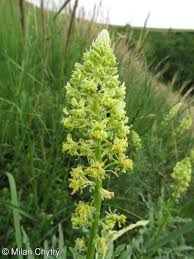 Image result for Resedaceae