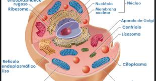 Resultado de imagen para nucleo