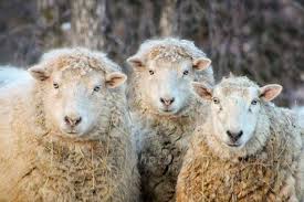 Sheep Photography Fine Art Ewes Wall Decor Wool Humorous Etsy Ewe Sheep Sheep Art Suffolk Sheep