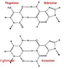 The two strands are held together by h‑bonding between the bases (in anti conformation). Base Pairing Of Dna