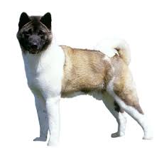 Check spelling or type a new query. Japanese Akita Dog Breed Information Purina