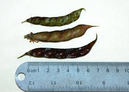 Image result for Pearsonia cajanifolia