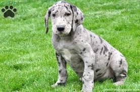 See more of ms great dane puppies on facebook. Ship From Gfp Shipping Puppies Greenfield Puppies Dane Puppies Great Dane Puppy Great Dane