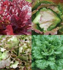 Alibaba.com offers 9244 green heat resistant tape products. Alfresco Summer Salad Greens Blend John Scheepers Kitchen Garden Seeds