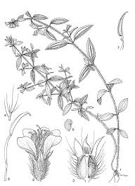 Image result for Dissotis congolensis