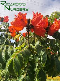 Image result for Spathodea