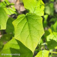 Image result for Centemopsis