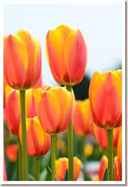 Tulip World Peace Garden Shrubs Tulips Flowers